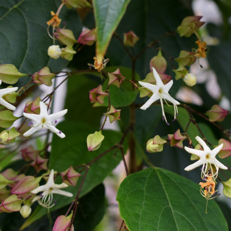 Clerodendrum trichotomum var. fargesii