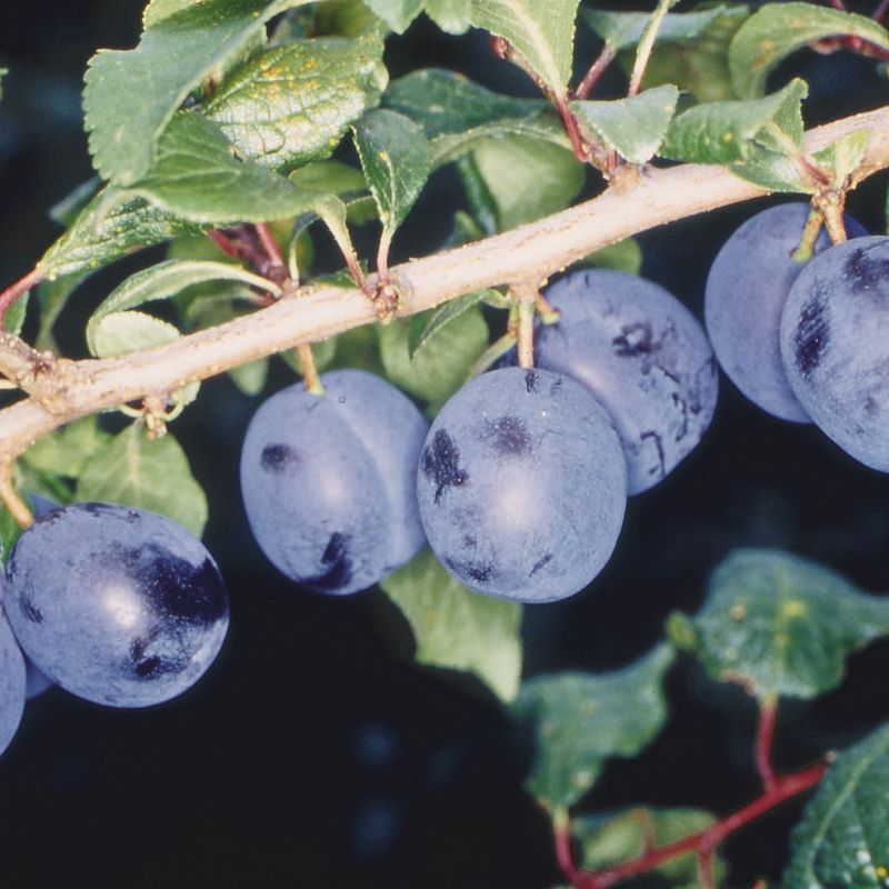Langley Bullace