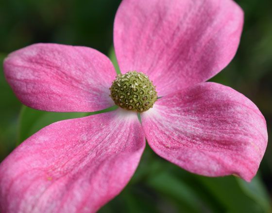 Cornus x 'Norman Haddon'
