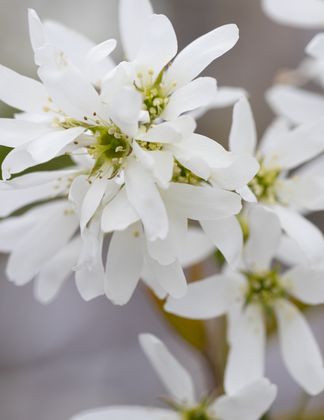 Amelanchier x grandiflora 'Ballerina'