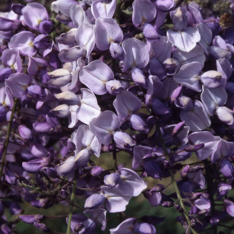 Wisteria floribunda 'Caroline'