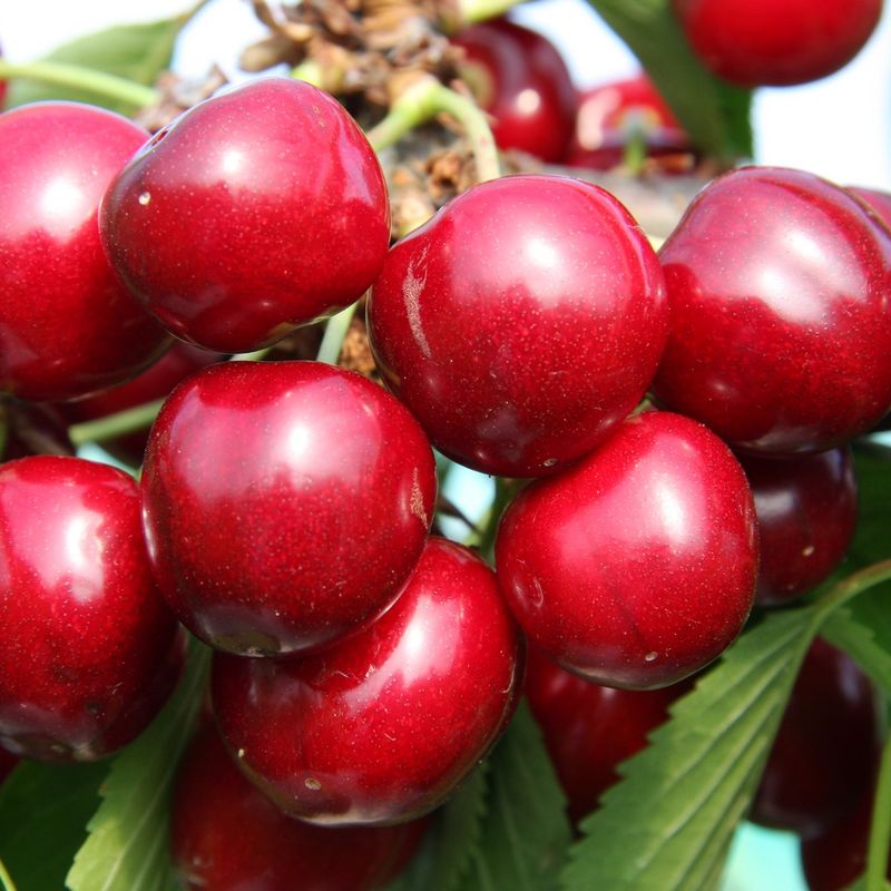 Cherry Sunburst