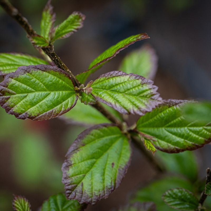 Parrotia persica 'Persian Spire'