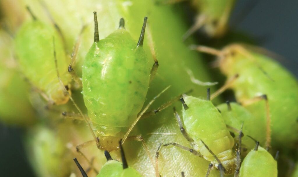 green apple aphid