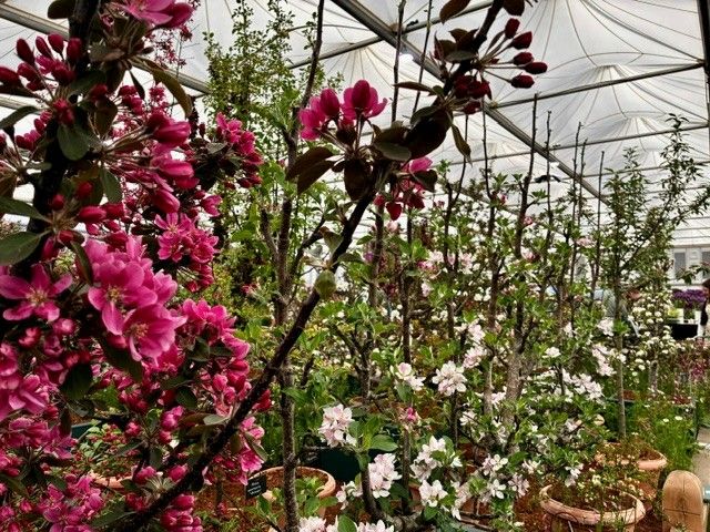 Display of Malus at RHS Chelsea Flower Show 2026