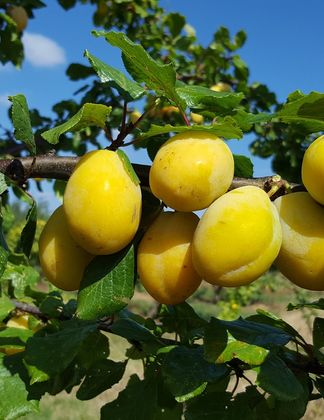 Yellow Pershore 1