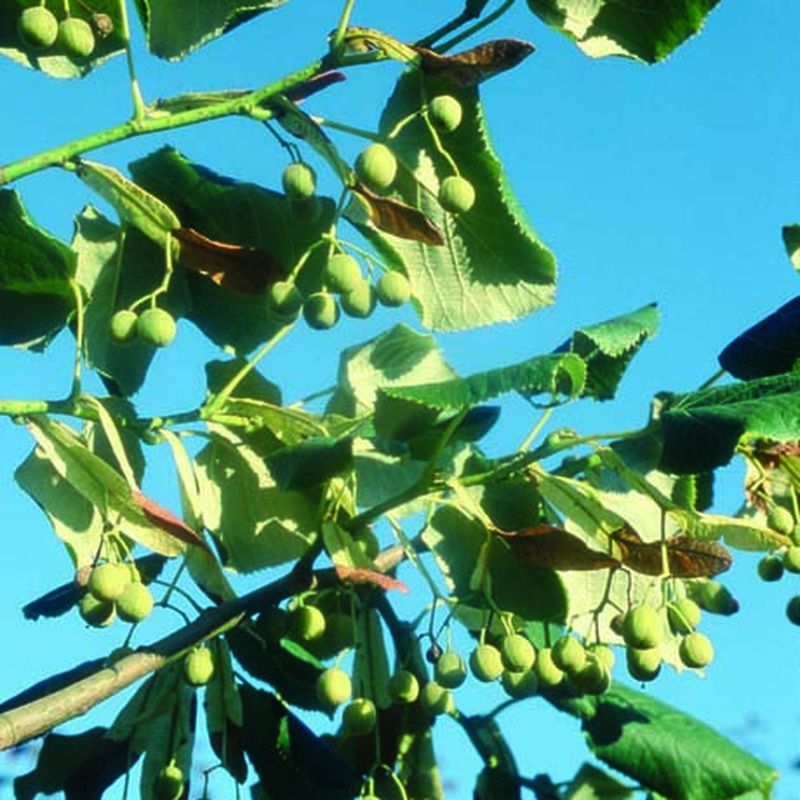Tilia chingiana