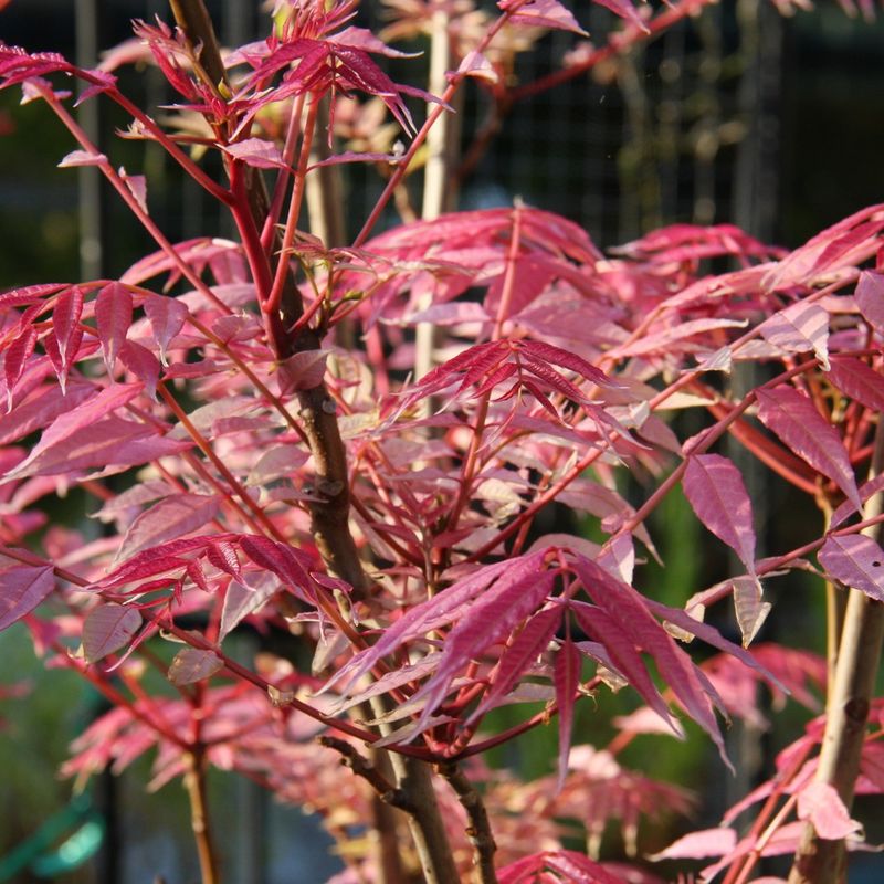 Toona sinensis