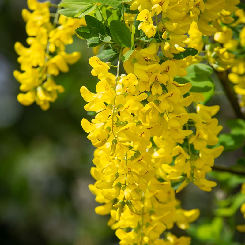 Laburnum anagyroides 'Yellow Rocket'®