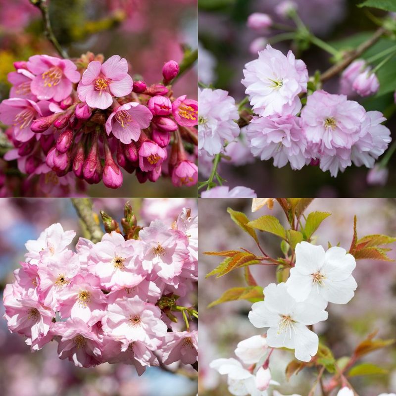 Prunus Blossom