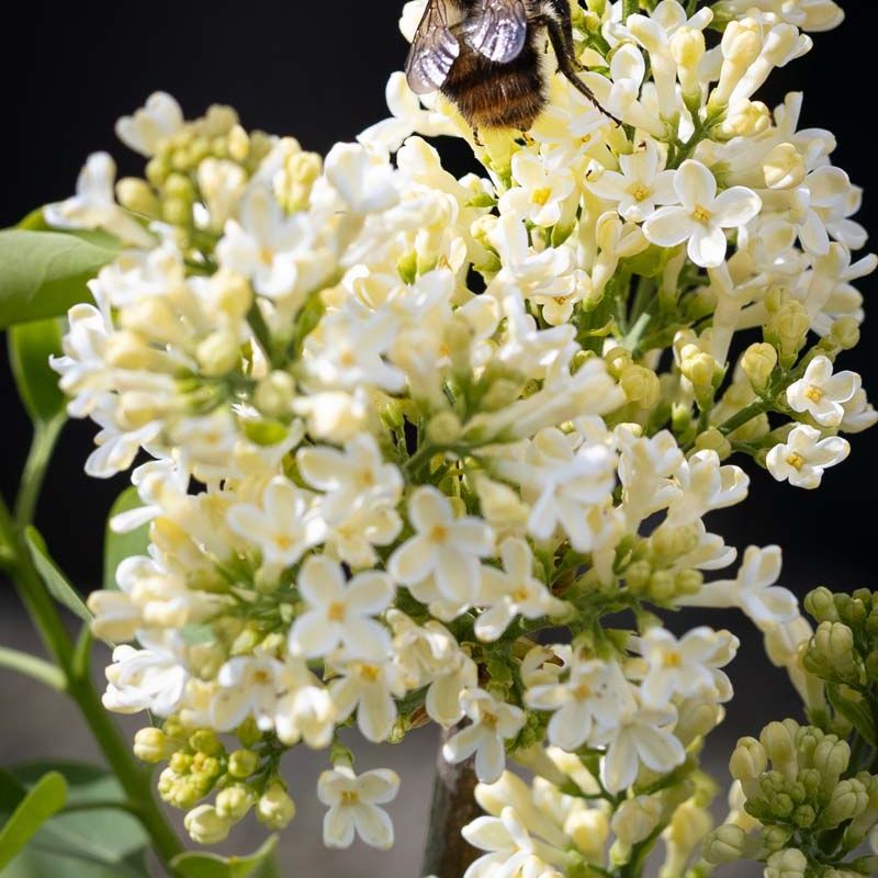 Syringa vulgaris 'Primrose'