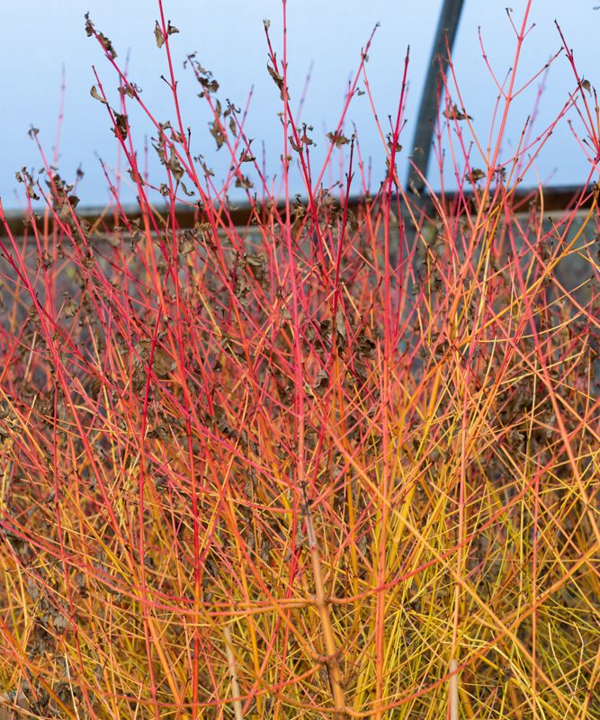 Cornus sanguinea 'Midwinter Fire'