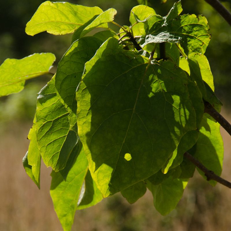 Catalpa szechuanica