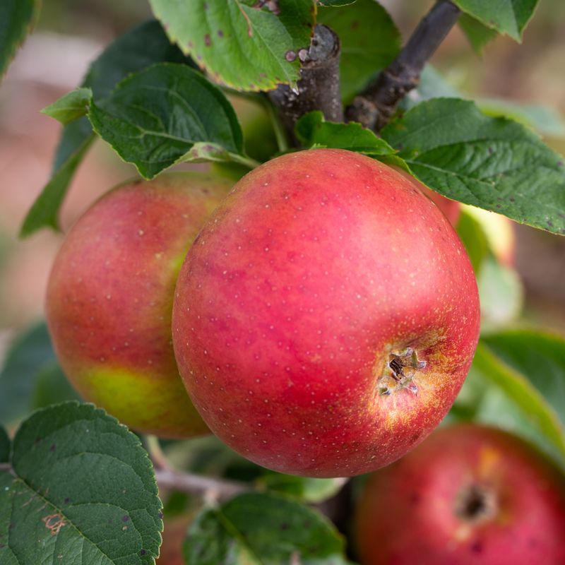 Blenheim Orange