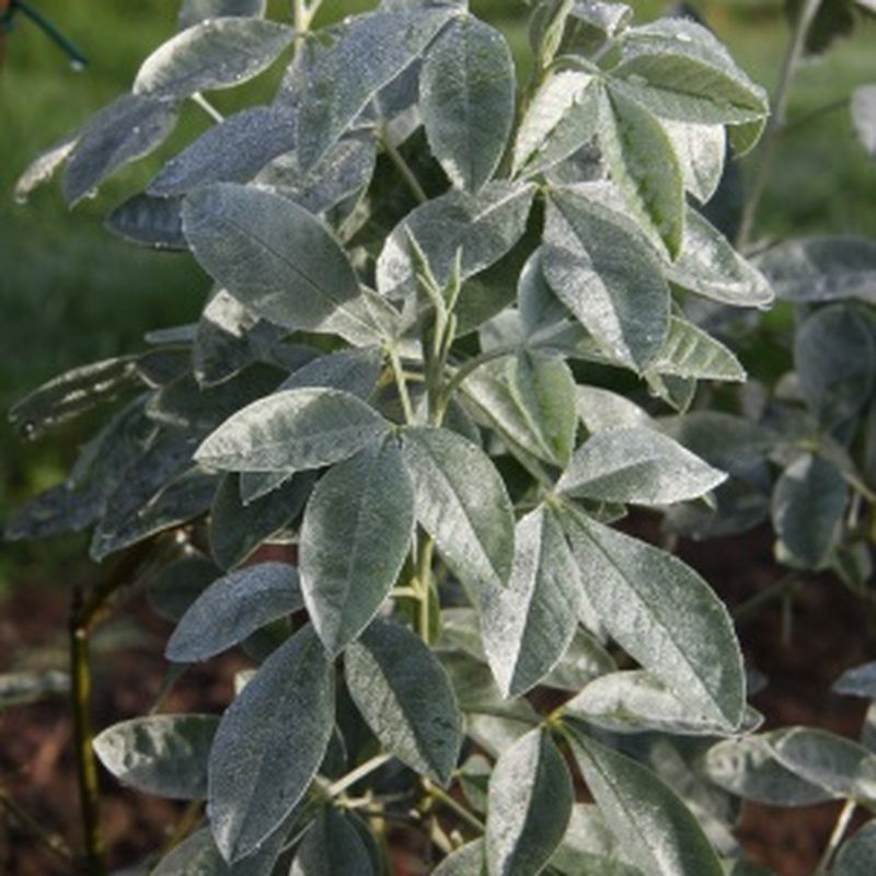 Cytisus battandierii 'Yellow Tail'