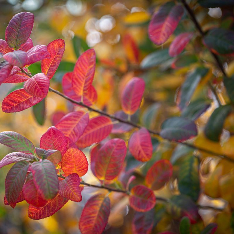 Amelanchier canadensis 'Rainbow Pillar'® (Glenn Form)