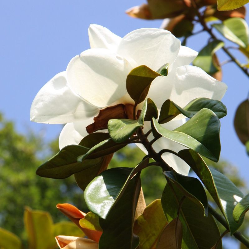 Magnolia grandiflora 'Exmouth'