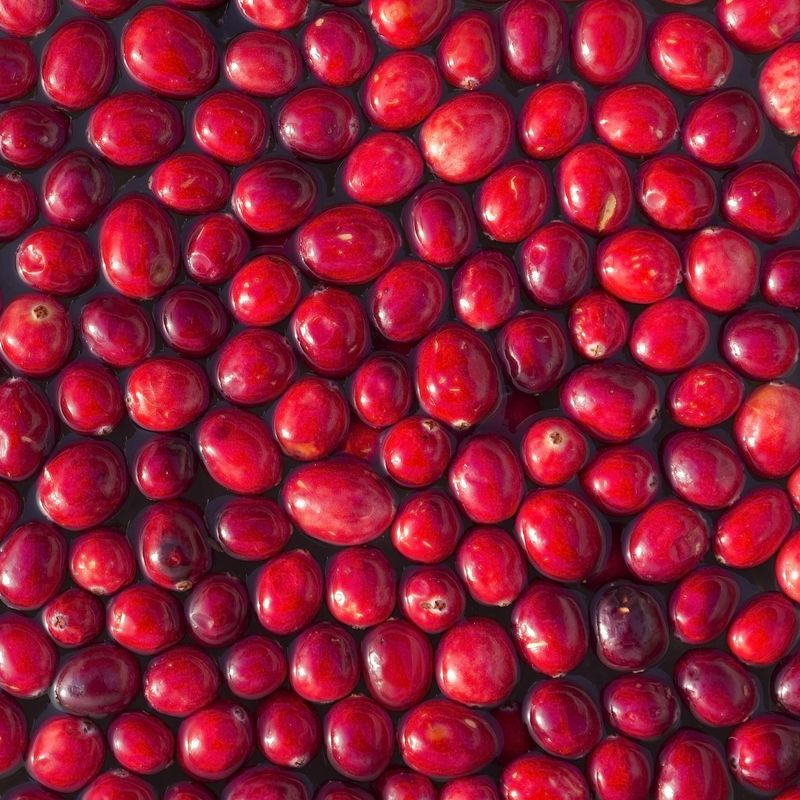 Cranberry Pilgrim