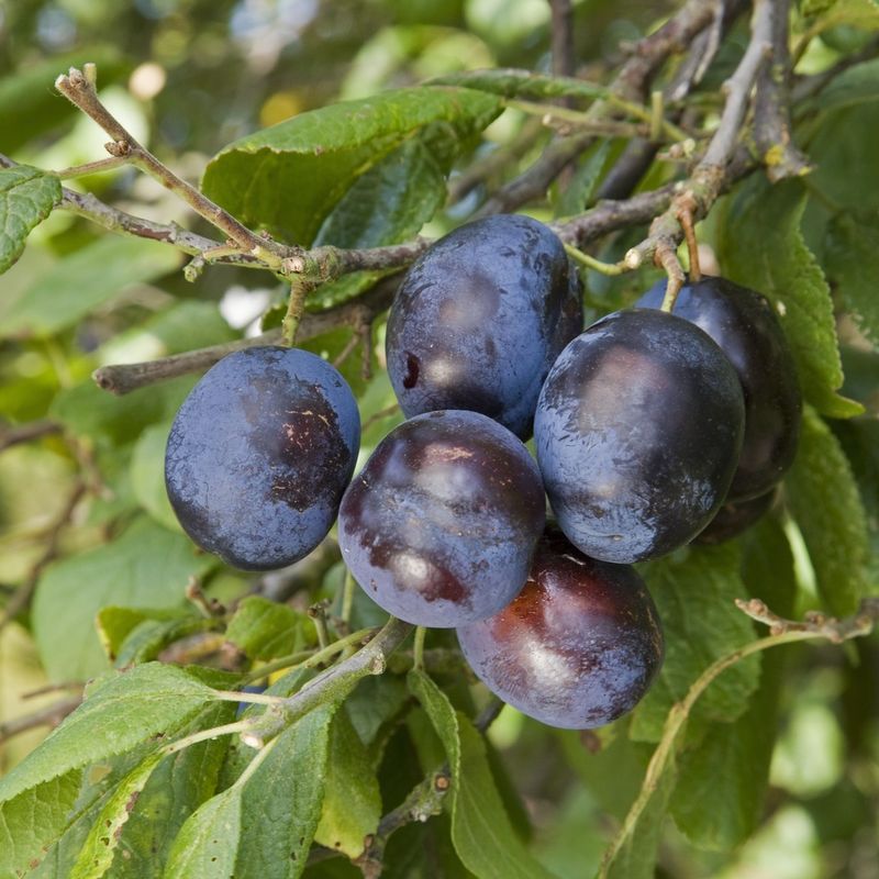 Damson Merryweather