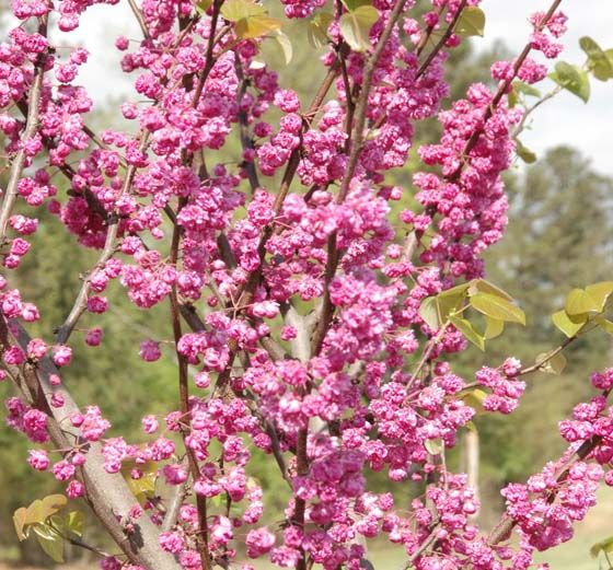 Cercis canadensis 'Pink Pom Poms'®