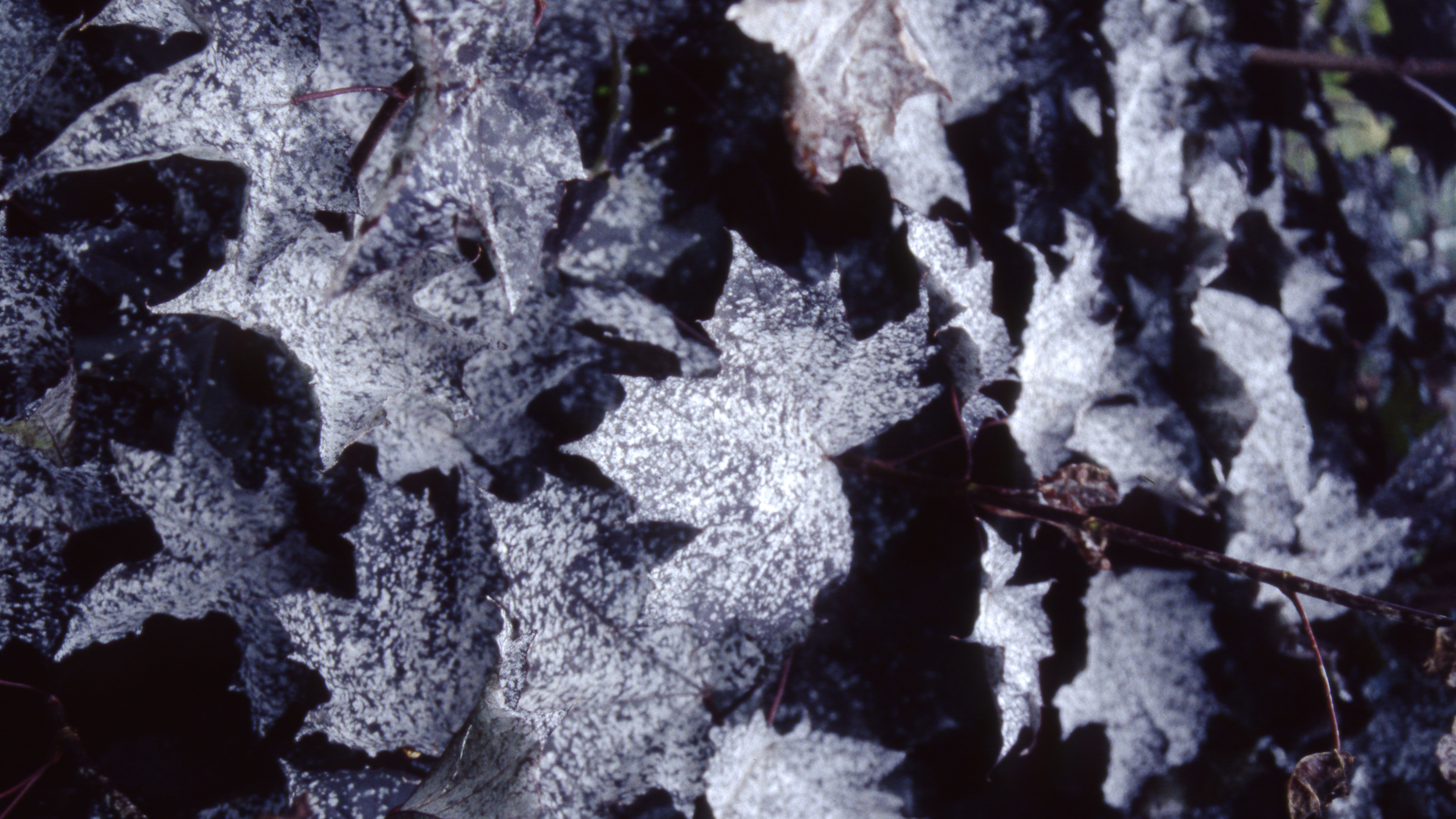 Powdery mildew (Acer Disease and Pest)