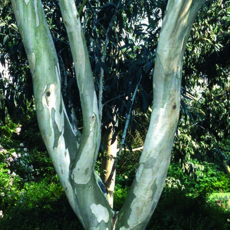 Eucalyptus pauciflora niphophila