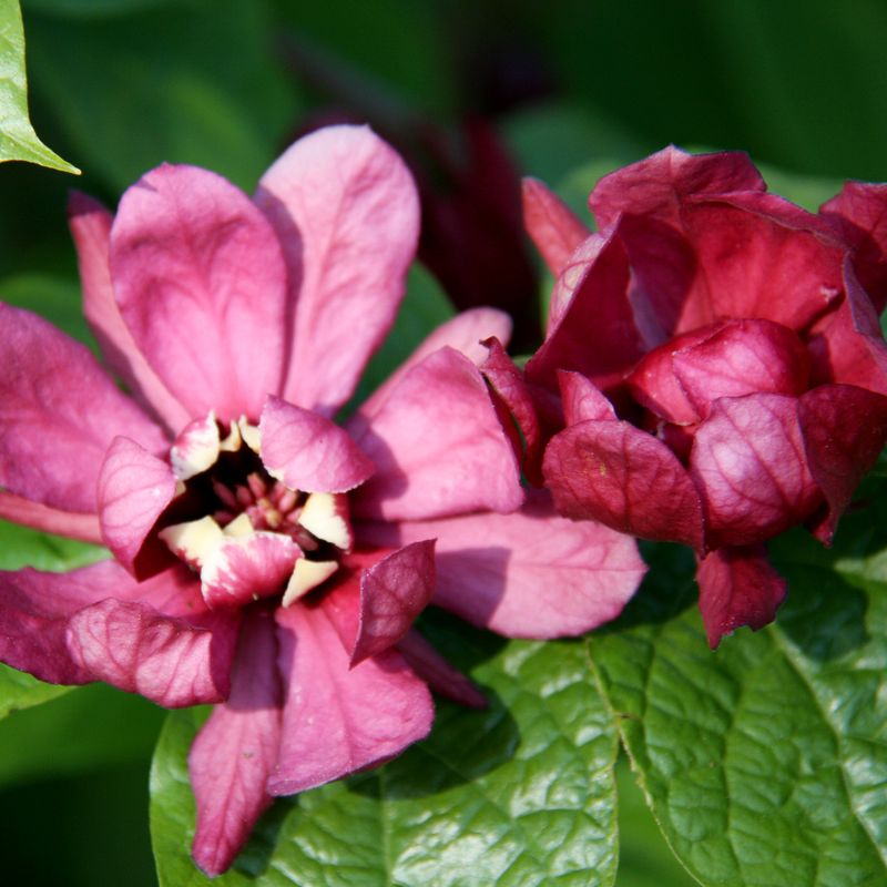 Calycanthus x raulstonii ‘Hartlage Wine’