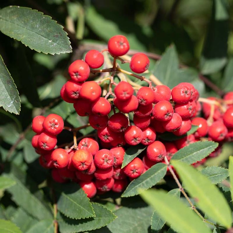 Sorbus aucuparia 'Cardinal Royal'