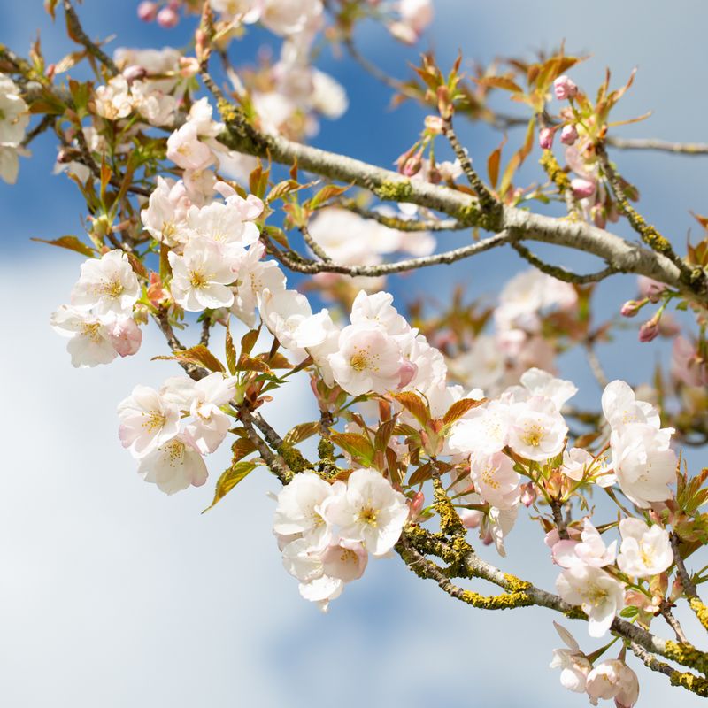 Prunus 'Sunset Boulevard'