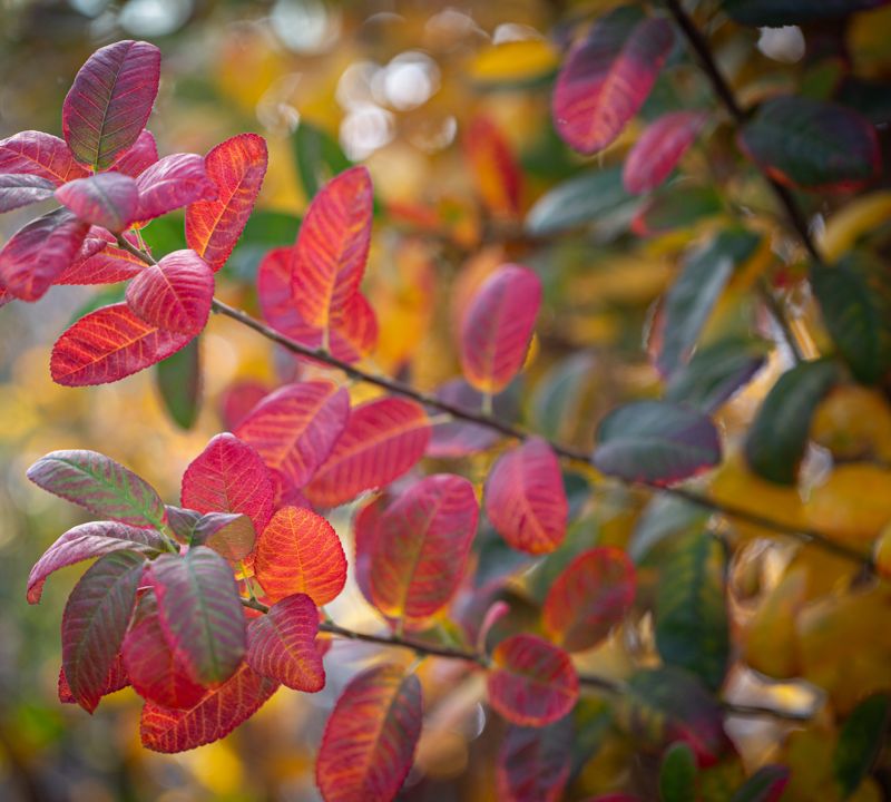 Amelanchier canadensis 'Rainbow Pillar'® (Glenn Form)