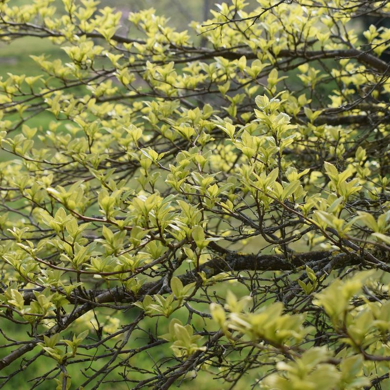 Styrax japonicus 'Fargesii'