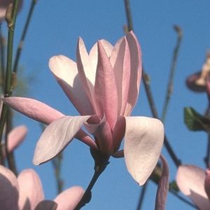 Magnificent Magnolias in Full Flower
