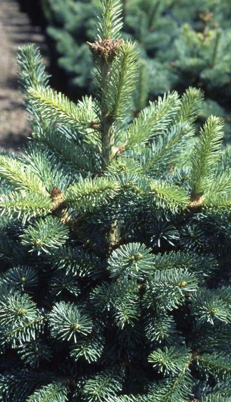 Abies lasiocarpa 'Compacta'
