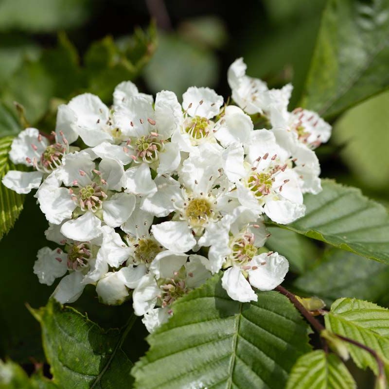 Crataegus pinnatifida var. major 'Big Golden Star'