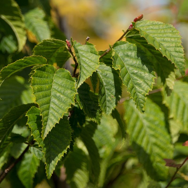 Carpinus caroliniana 'Sentinel Dries'