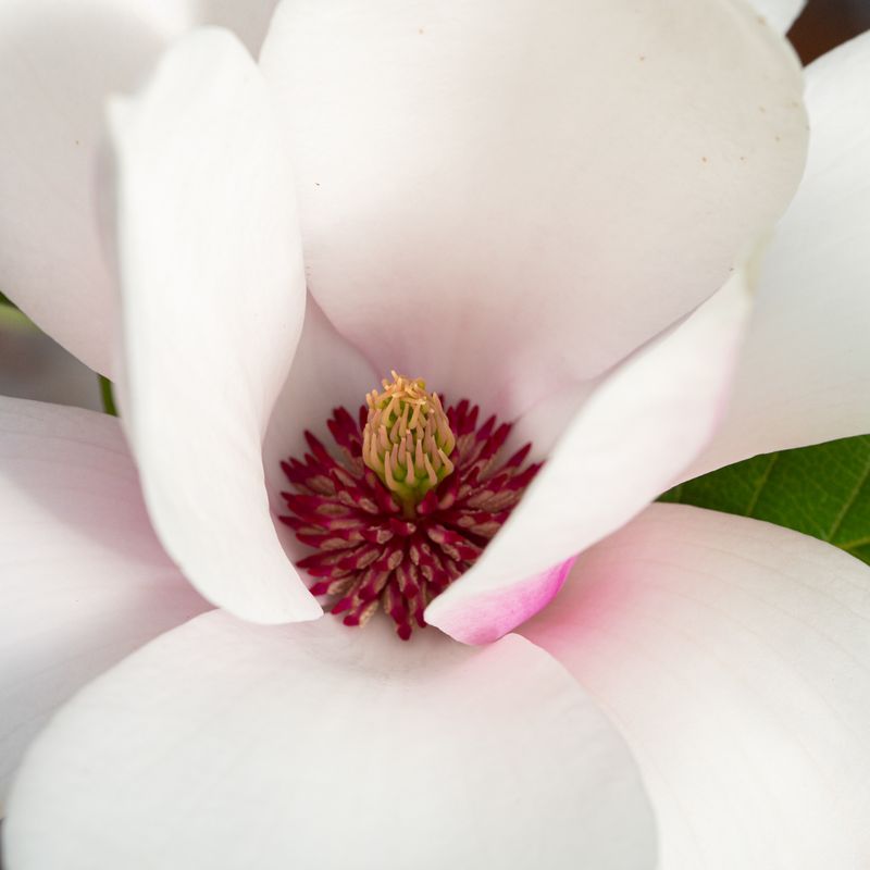 Magnolia 'Heaven Scent'