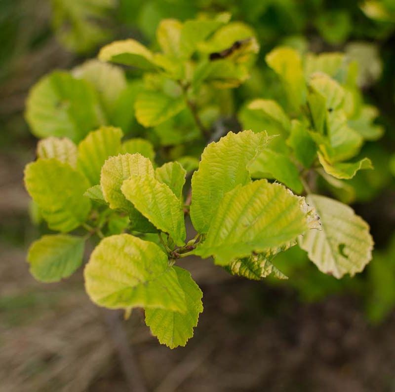 Alnus glutinosa
