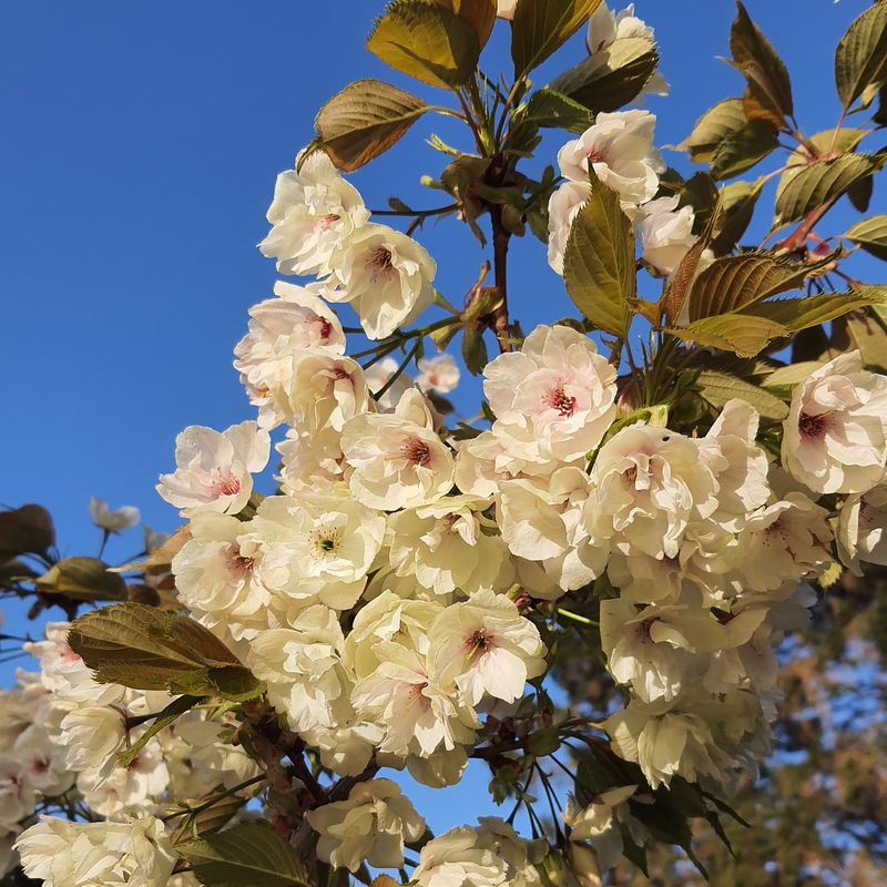 Prunus 'Asagi'