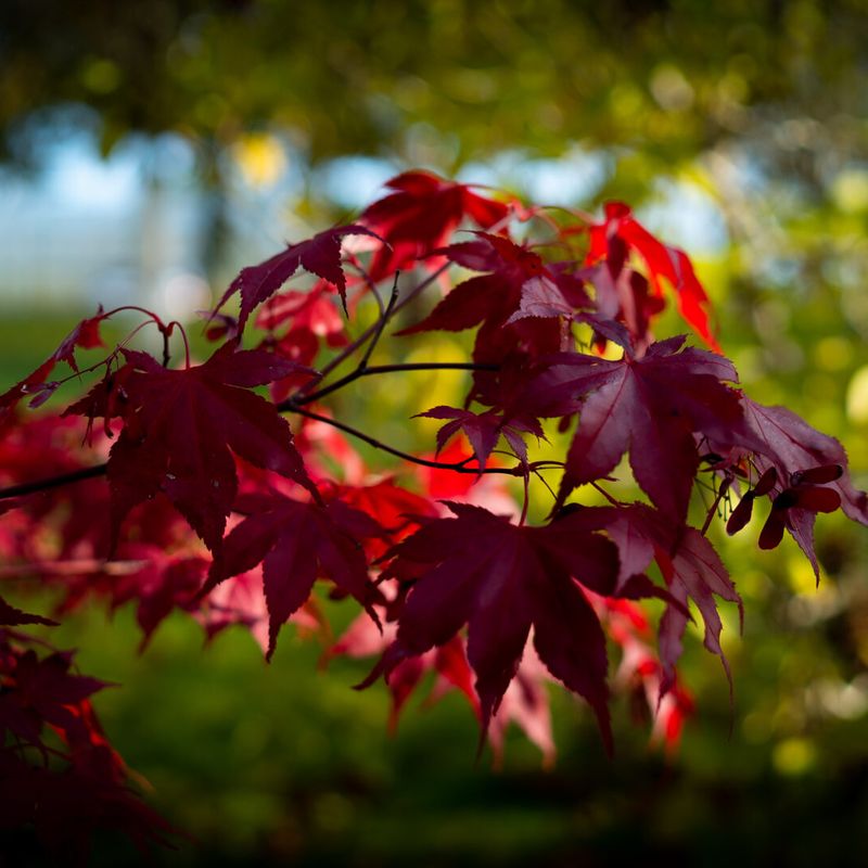 Trees for Autumn Colour 3