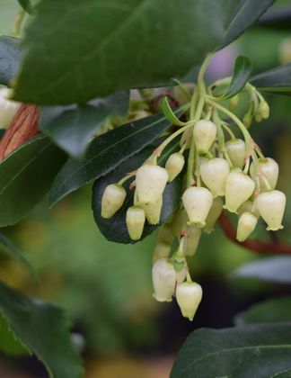 Arbutus unedo 1
