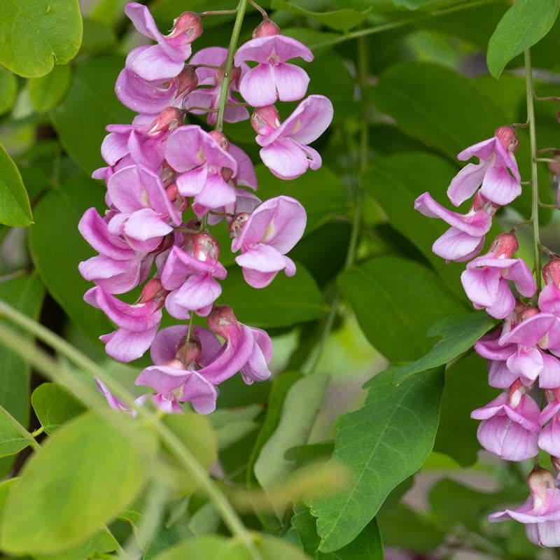 Robinia x margaretta 'Pink Cascade'