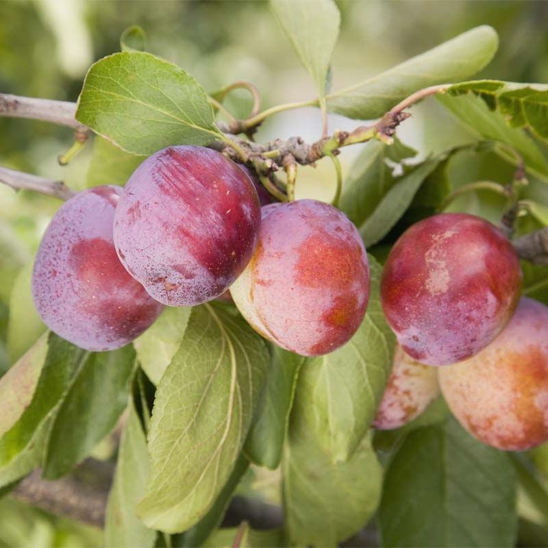 Plum Opal
