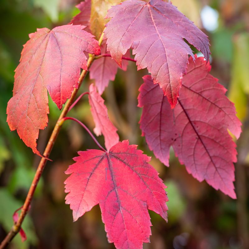 Acer rubrum 'Scanlon'