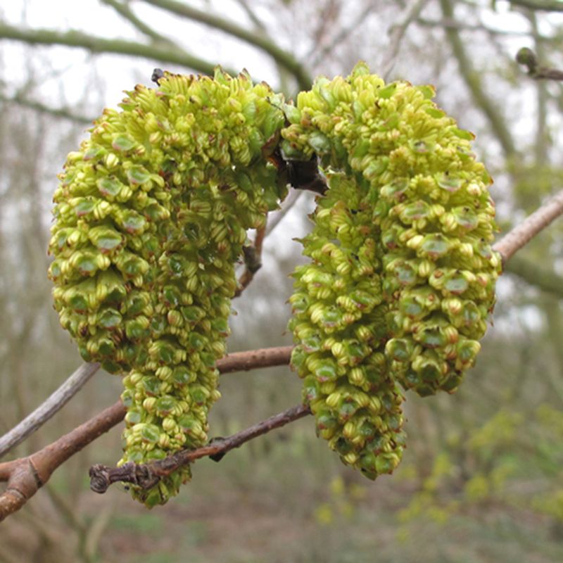 Alnus sieboldiana