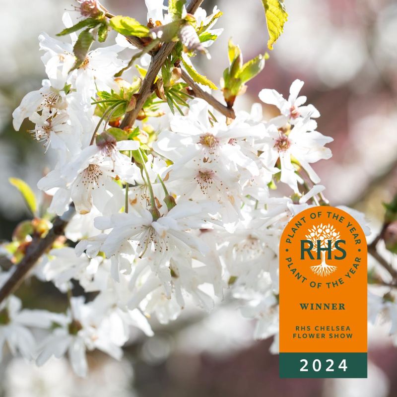 Prunus 'Starlight'®