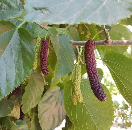 Giant Fruit