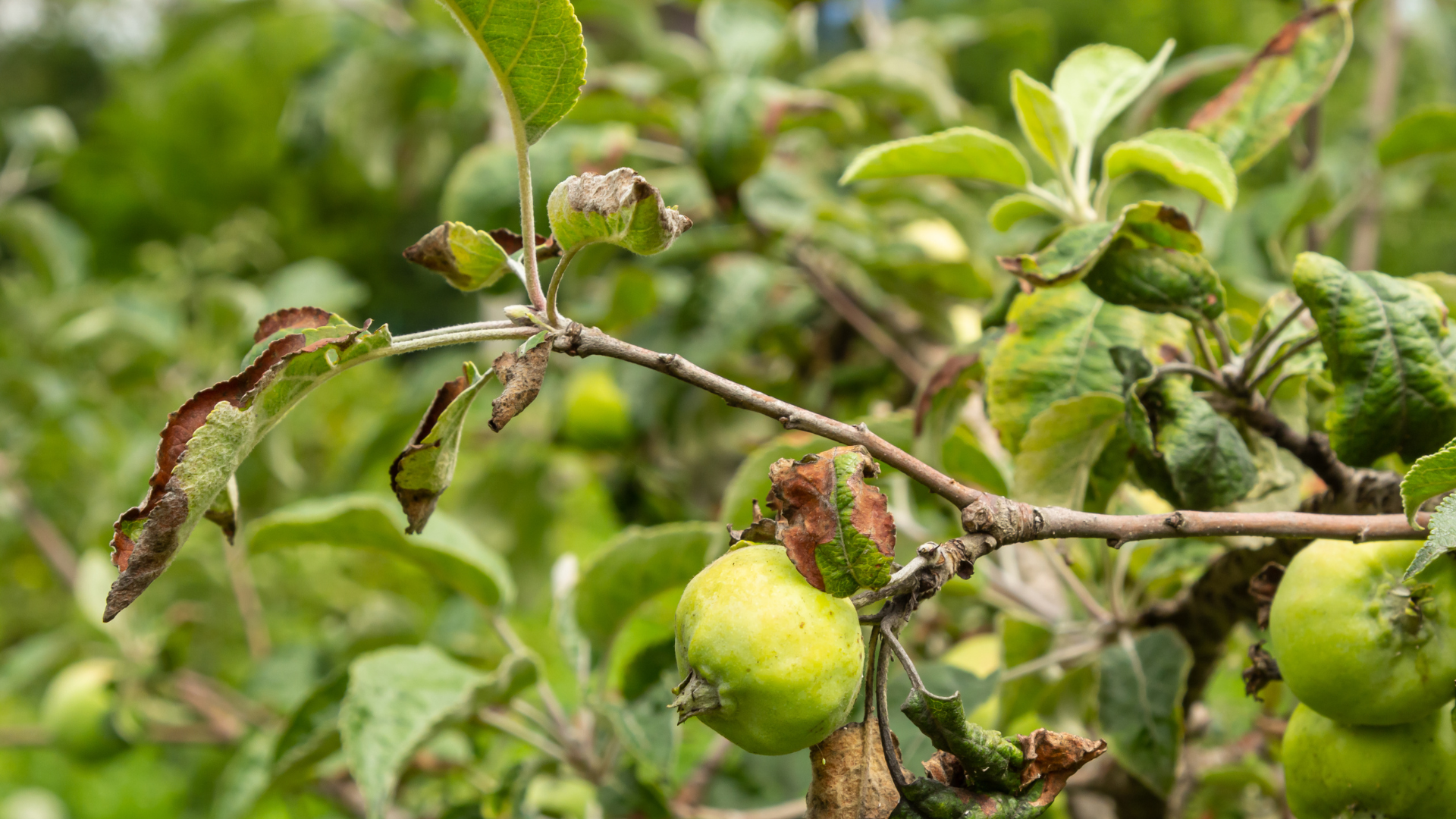 Rosy Apple Aphid