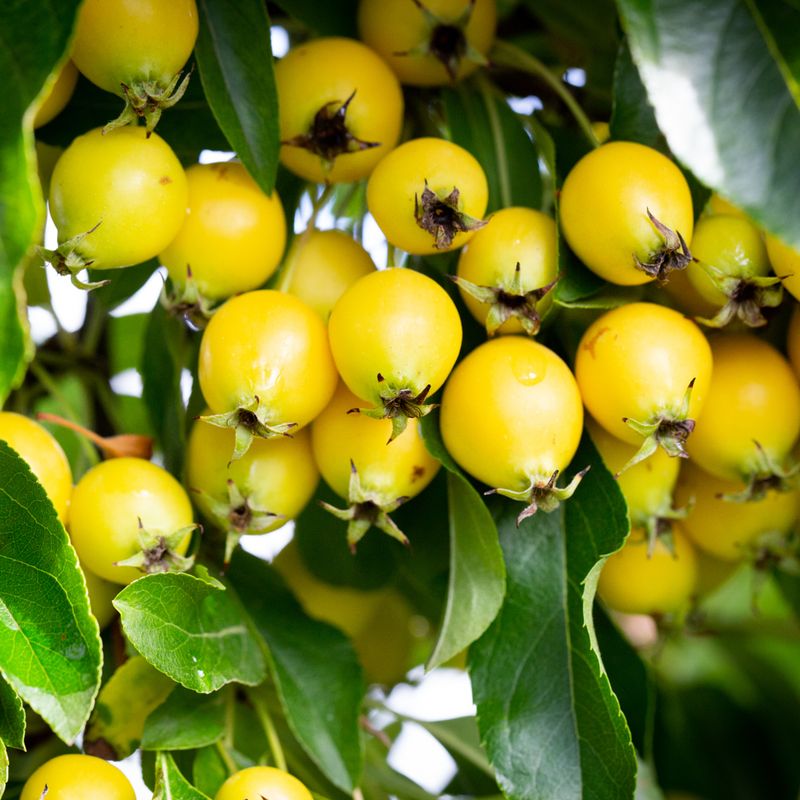 Malus 'Comtesse de Paris'