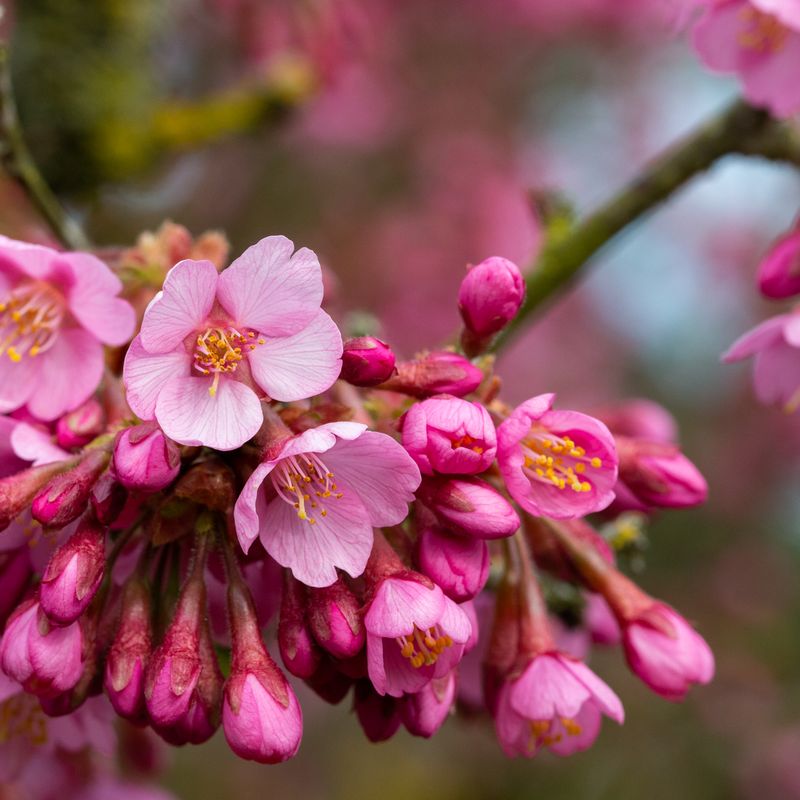 Prunus Kursar