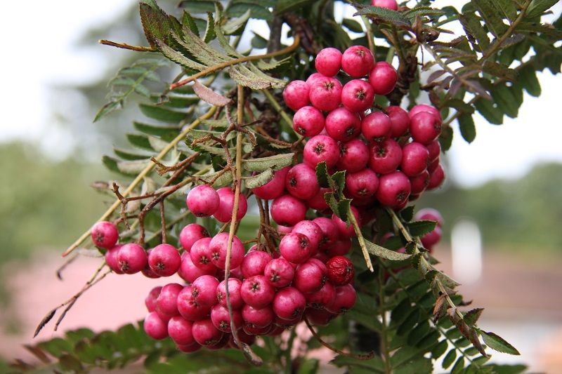 Sorbus 'Glendoick Spire'™ 1
